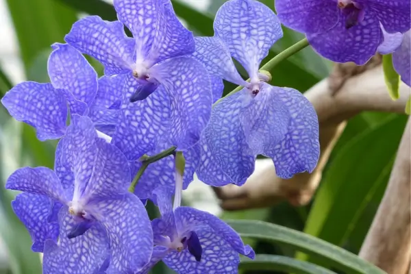 Orquídea Vanda: Como Fazer Mudas, Técnicas de Cultivo e Garantir Florescimento Avançado