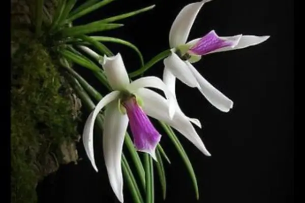 Leptotes bicolor em Esculturas Florais para Eventos de Moda no Outono na Praia