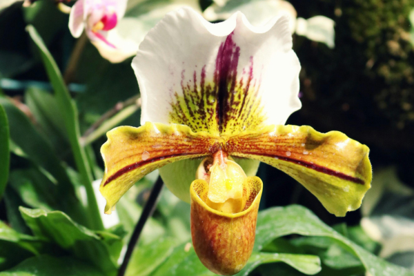 Distinções entre Folhagens no Jardim: Paphiopedilum Rothschildianum vs. Paphiopedilum Sanderianum