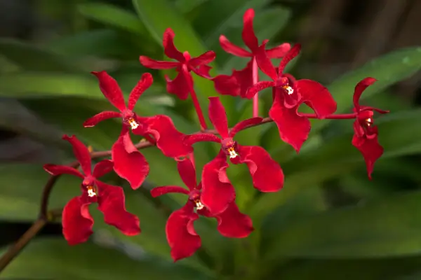 Variedades e Híbridos de Renanthera imschootiana nas Regiões Costeiras Tropicais