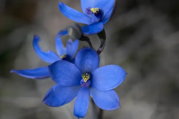 Thelymitra crinita: Crescimento em Vasos de Cerâmica Artesanal com Substrato Arenoso