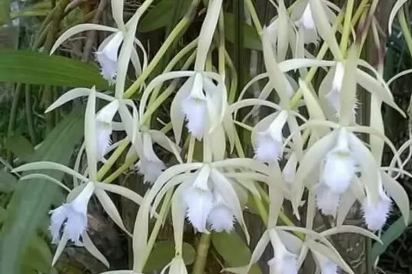 Estudos de Caso: Variedades de Brassavola martiana em Terrenos Rochosos de Alta Altitude no Cerrado