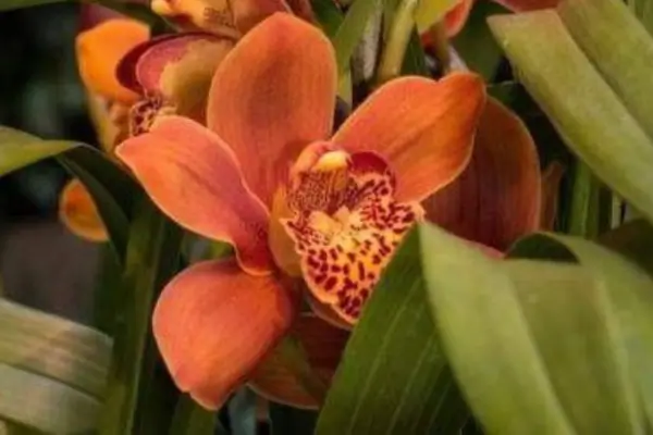 Descobertas Recentes sobre a Resiliência das Cymbidium em Climas Temperados e Frios