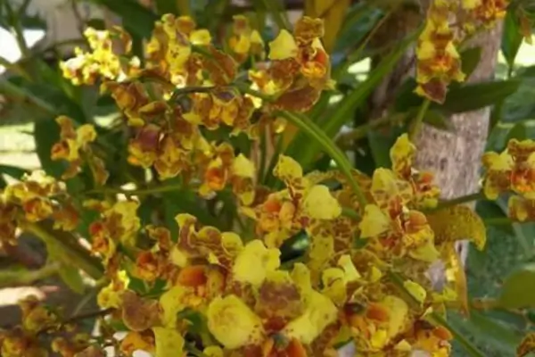 Cyrtopodium palmifrons: Identificação, Ecologia e Estratégias de Conservação em Micro-Habitats da Caatinga Pernambucana