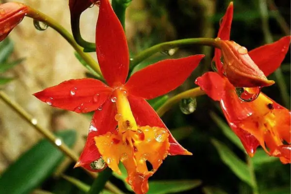 Epidendrum radicans: Como Identificar Espécies Resistentes ao Calor para Cultivo em Climas Desérticos