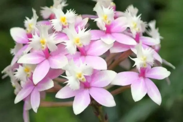 Como Fazer a Haste da Orquídea Epidendrum Brotar: Técnicas de Suporte com Estacas em Jardins Urbanos