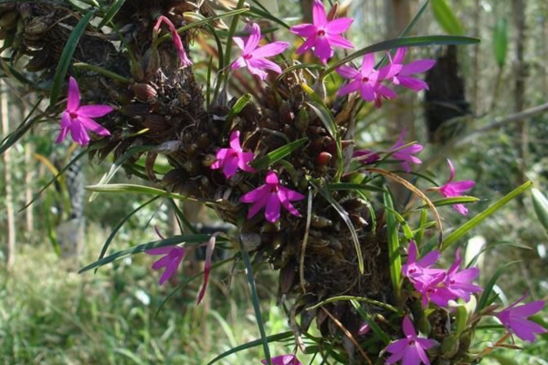 Isabelia violacea em Quintais Naturais: Cultivo em Troncos de Árvores para uma Decoração Rústica