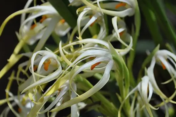 Maxillaria ochroleuca em Vasos de Vidro para Estúdios de Arte Contemporânea