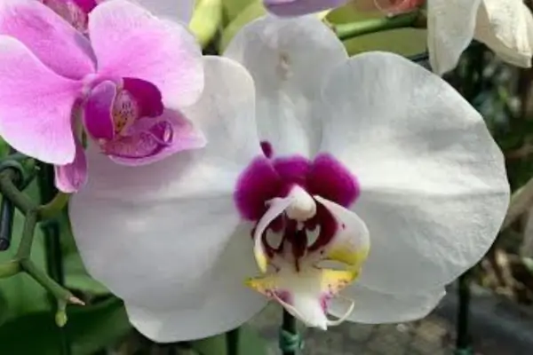 orquídea borboleta como cuidar