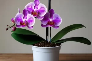 Como cuidar de orquídeas no vaso de plástico